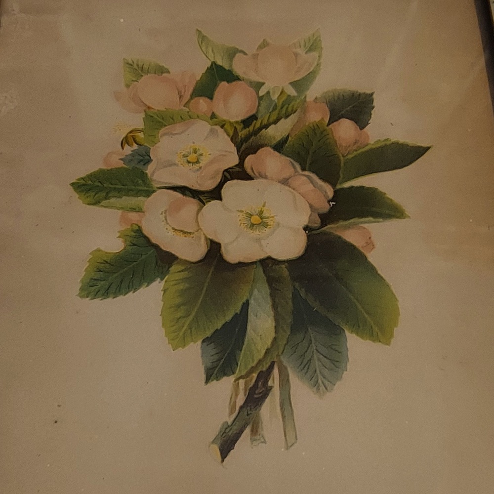 Antique Black Forest Hand Carved Wood Frame Botanical Floral Lithograph 15x13.5 - Picture 4 of 5